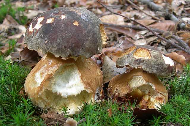 Le  meraviglie della foresta